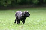 CANE CORSO 1224